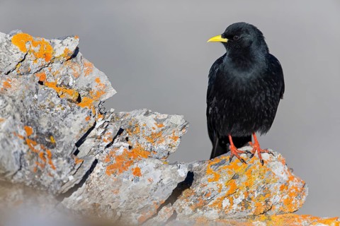 Alpendohle, Alpine Chough, Yellow-billed Chough, Pyrrhocorax graculus, Chocard à bec jaune, Chova