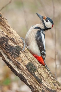 A bird with red and black feathers sits on a branch. Great woodpecker (Dendrocopos major) . Lower