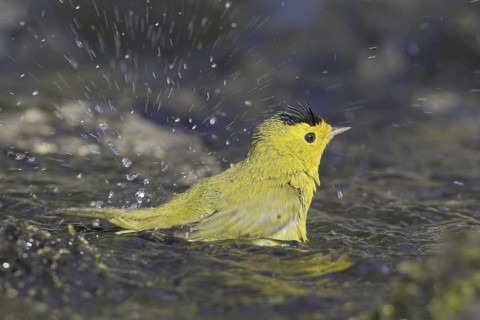 Wilson's Warbler (Cardellina pusilla) male bathing, British Columbia, Canada