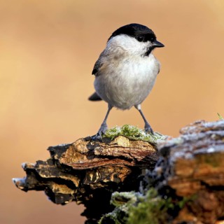 Marsh Tit (Poecile palustris), Baden-Wuerttemberg, Germany