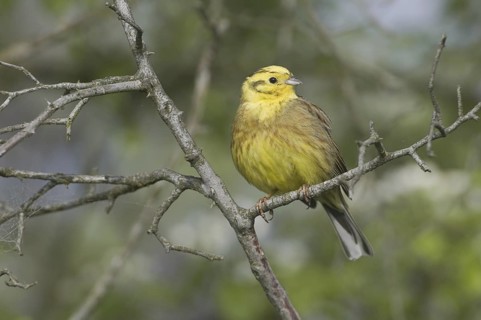 Yellowhammer (Emberiza citrinella), Saxony, Germany