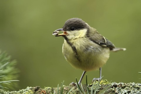 Great Tit (Parus major) juvenile, Lower Saxony, Germany