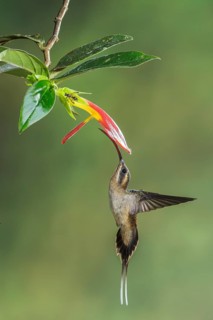Long-billed Hermit (Phaethornis longirostris) flying while feeding at a flower in Costa Rica