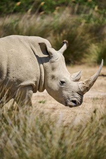 Square-lipped rhinoceros (Ceratotherium simum), standing in the dessert, captive, distribution