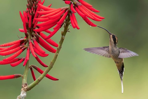 Scale-throated Hermit (Phaethornis eurynome) feeding at a flower in the Atlantic Rainforest of
