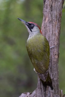 European Green Woodpecker (Picus viridis) female, Subotica, Serbia