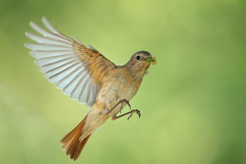 Common Redstart (Phoenicurus phoenicurus) female flying, Baden-Wuerttemberg, Germany