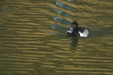 Ring-necked Duck (Aythya collaris) male, Arizona, USA