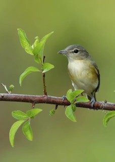 Bell's Vireo (Vireo bellii), Texas, USA