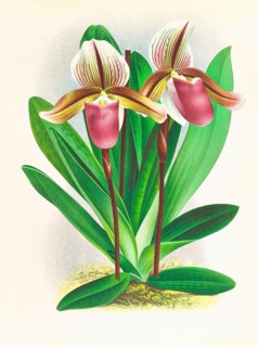 Orchid, Cypripedium orphanum, authentic reproduction of an illustration by Jean Jules Linden (1817