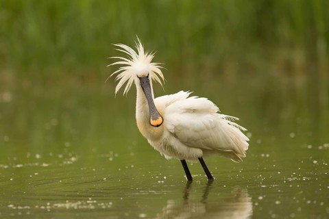 Eurasian Spoonbill (Platalea leucorodia), Serbia