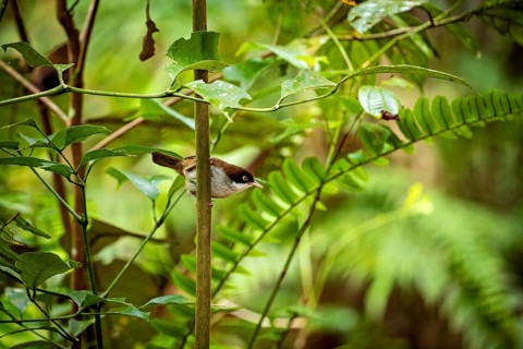 A bird sits on a thin branch surrounded by lush greenery in the dense forest, A Hooded Pygmy