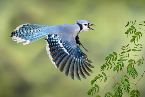 Blue Jay (Cyanocitta cristata) flying, Texas, USA