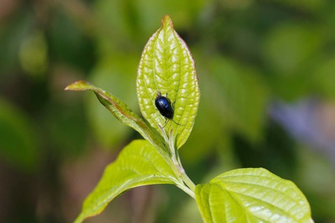 Agelastica alni (Agelastica alni), on leaf, North Rhine-Westphalia, Germany