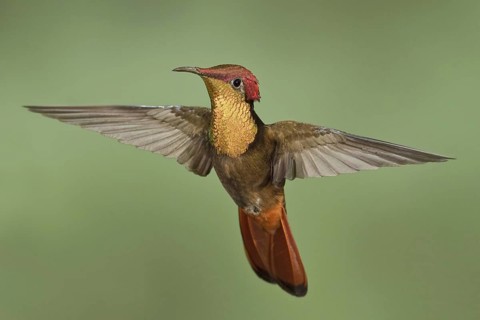 Ruby-topaz Hummingbird (Chrysolampis mosquitus), Trinidad and Tobago