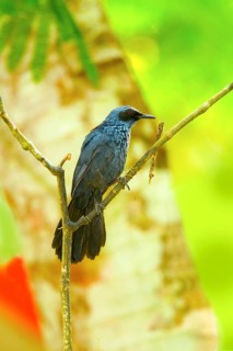 Blue Mockingbird Melanotis caerulescens El Tuito, Jalisco, Mexico 11 June Adult Mimidae