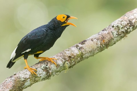Yellow-faced Myna (Mino dumontii) perched on a branch in Papua New Guinea