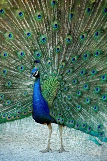 Indian peafowl (Pavo Scalloped ribbonfish), cock fans its train into a wheel, splendidly colourful