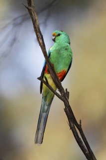 Mulga Parrot (Psephotellus varius) male, Australian Capital Territory, Australia