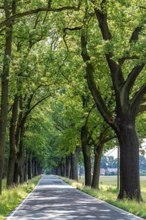 Oak avenue between Uhyst (Spree) and Mönau, Upper Lusatia, Saxony, Germany