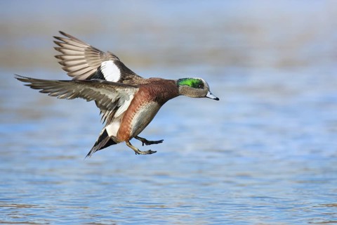 American Wigeon (Mareca americana) male flying, British Columbia, Canada