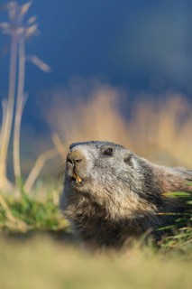 One adult Alpine Marmot, Marmota marmota, sitting in green grass in late light