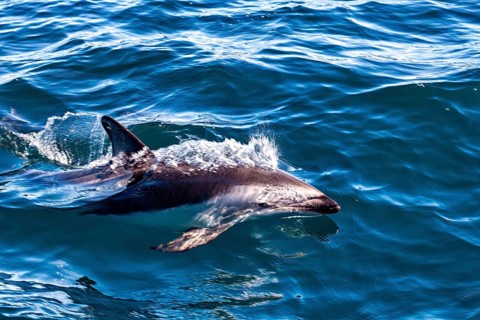 A dolphin leaps through the blue sea and creates splashes in the water, The Clymene dolphin