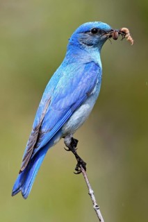 Mountain Bluebird (Sialia currucoides) male with feed in its beak, British Columbia, Canada
