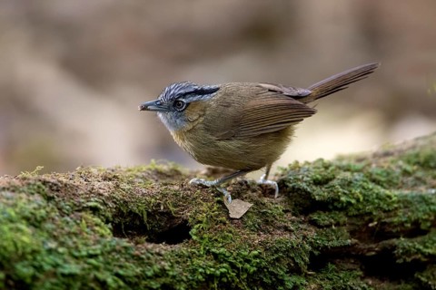 Grey-throated Babbler (Stachyris nigriceps), Bidoup National Park, Vietnam