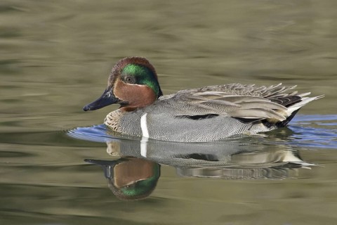 Green-winged Teal (Anas carolinensis) male, California, USA