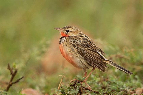 Rosy-throated Longclaw (Macronyx ameliae) male perched on the ground, Masai Mara, Kenya
