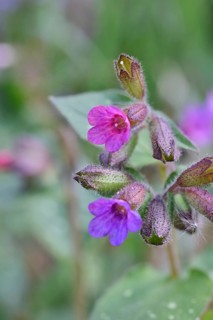 Common lungwort (Pulmonaria officinalis), detail, flowers, spotted lungwort, lung herb, lungwort,