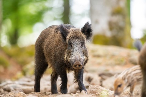 Wild boar (Sus scrofa) standing in a forest, Bavaria, Germany