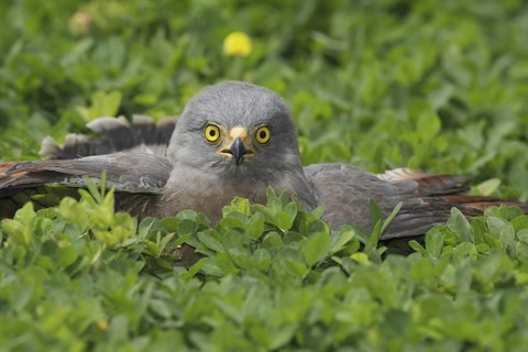 Roadside Hawk (Rupornis magnirostris), Manabi, Ecuador