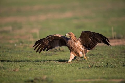 Juvenile Iberian Eagle (Aquila adalberti), Spanish imperial eagle, Extremadura, Castilla La Mancha,