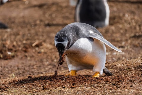 Gentoo penguin (Pygoscelis papua) uses its beak to pull plant material from the ground for nest