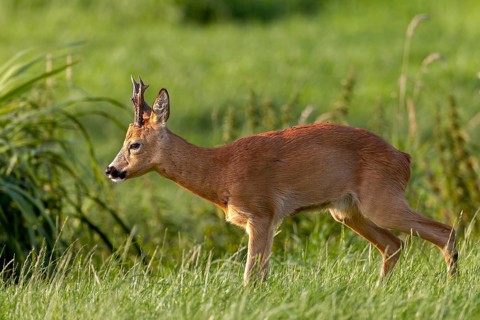 Roebuck (Capreolus capreolus) standing wet in a meadow, letting water, peeing, leaf time, mating