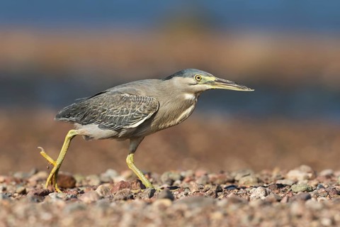 Striated Heron (Butorides striata) hunting, Eilat, Israel