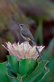 Cape Honeybird (Promerops cafer), adult, male, on flower, Protea, vigilant, Kirstenbosch Botanical