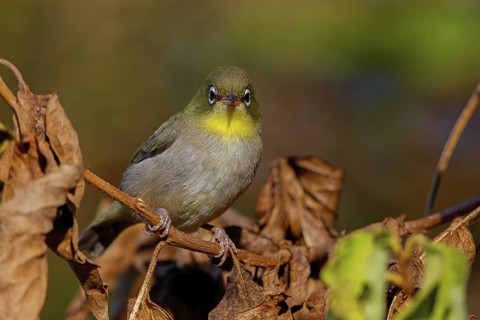 Somali White-eye, (Zosterops abyssinica), Animals, Birds, Middle East, Tawi Atayr, Salalah, Dhofar,