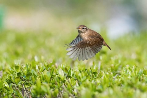 A wren (Troglodytes troglodytes) flies with outstretched wings over green bushes, Hesse, Germany