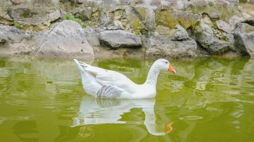 GAZIANTEP, TURKEY - APRIL 18, 2026: Visitors enjoy an early spring stroll at Gaziantep Wildlife