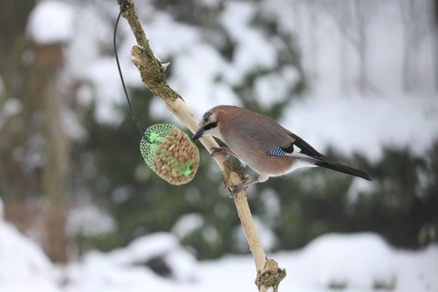 Eurasian Jay (Garrulus glandarius), Lower Saxony, Germany