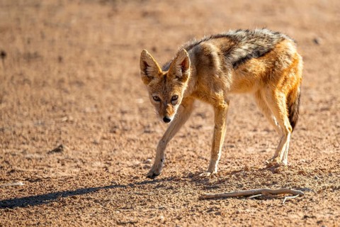 Black-backed jackal (Canis mesomelas), Kgalagadi Transfrontier National Park, Northern Cape, South