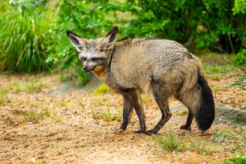 Bat-eared fox (Otocyon megalotis) walking on the ground looking for food, Bavaria, Germany