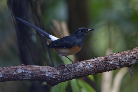 White-rumped Shama (Copsychus malabaricus) female, Malaysia