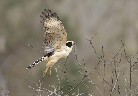 Laughing Falcon (Herpetotheres cachinnans) flying, Manabi, Ecuador