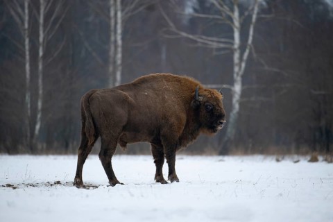 European bison (Bos bonasus, Bison bonasus), bison bull standing in a forest clearing in winter,