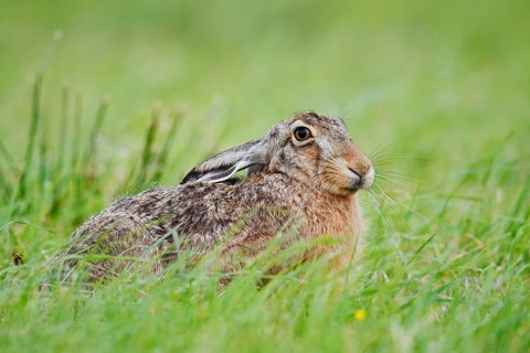 European hare (Lepus europaeus) sitting in a meadow, North Rhine-Westphalia, Germany