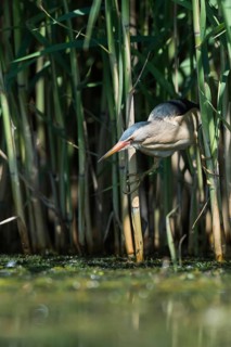 Little Bittern (Ixobrychus minutus) foraging, Bulgaria
